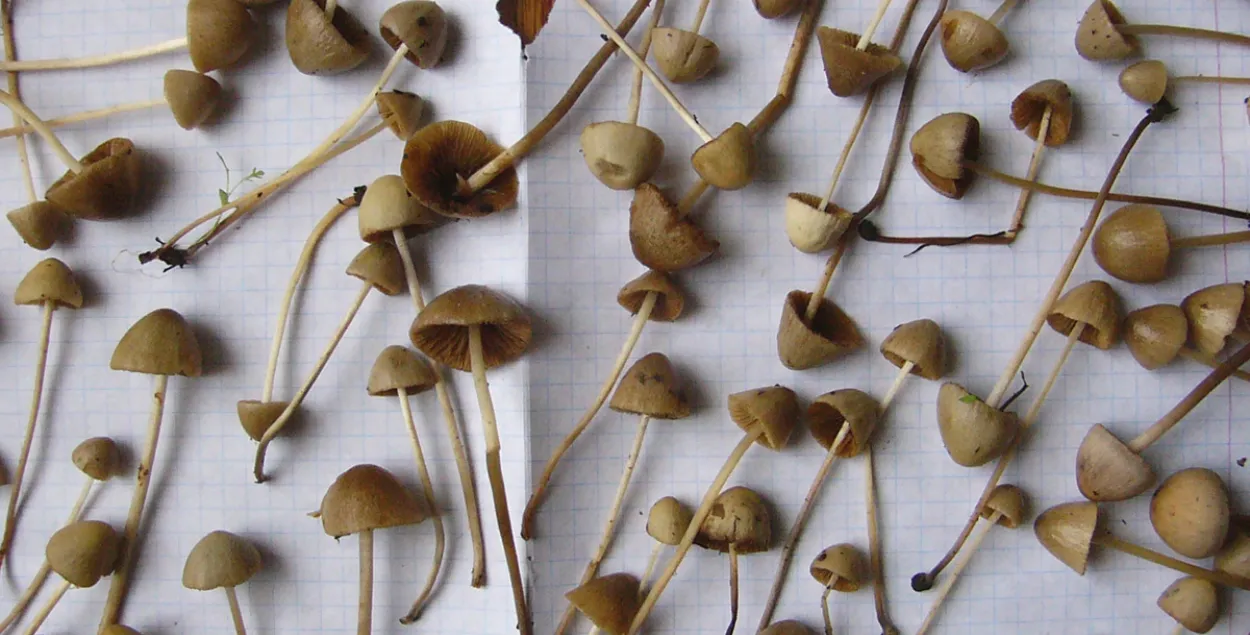 У лесе пад Мінскам знайшлі схованкі з галюцынагеннымі грыбамі