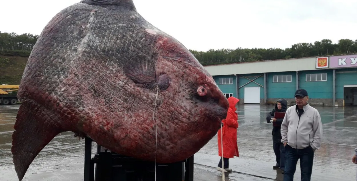 У Расіі злавілі гіганцкую рыбу і аддалі яе мядзведзям (фота)