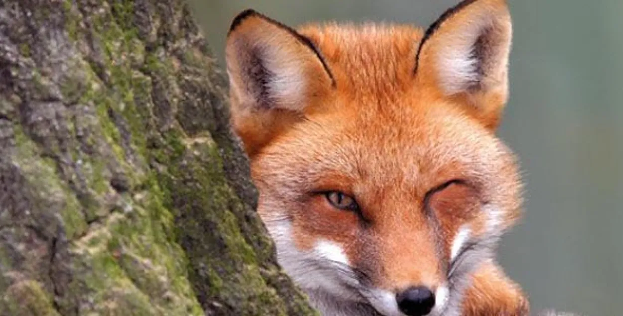 З-за выпадку шаленства ў вёсцы ў Столінскім раёне ўвялі двухмесячны каранцін