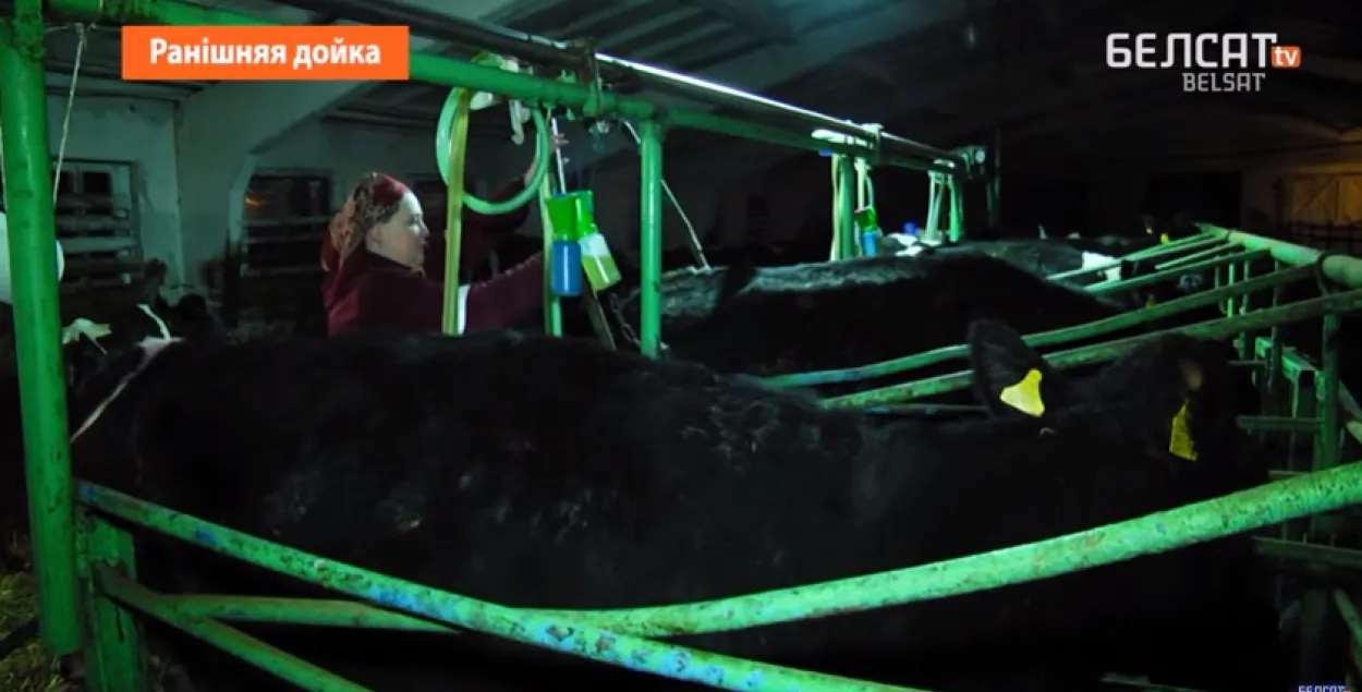 У Ганцавіцкім раёне даяркам ставяць адзнакі і штрафуюць