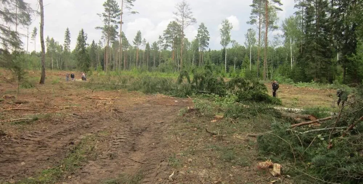 Вальшчык лесу загінуў у Глыбоцкім раёне