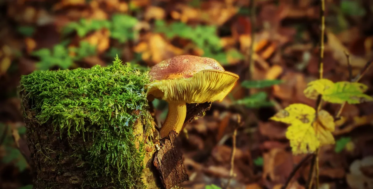 Ад пачатку года ў Беларусі грыбамі атруціліся 96 чалавек