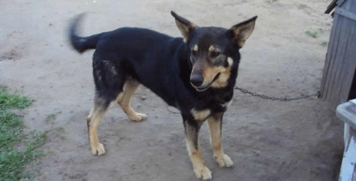 У Баранавіцкім раёне сабака ўратаваў ад шалёнай лісы цэлую вёску, а сам загінуў