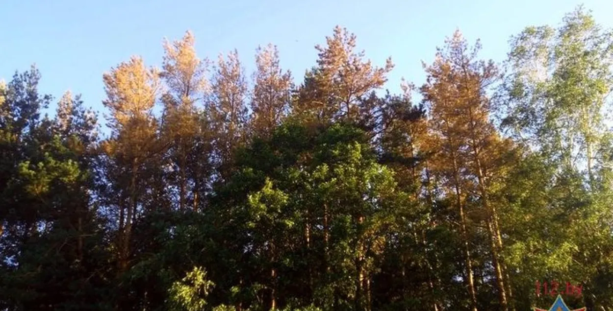 Жукі-караеды пашкодзілі ўжо 4 тысячы га беларускіх лясоў