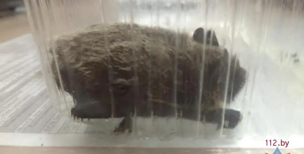 У Мінску МНС выязджала ратаваць кажана, захраслага ў кухоннай выцяжцы