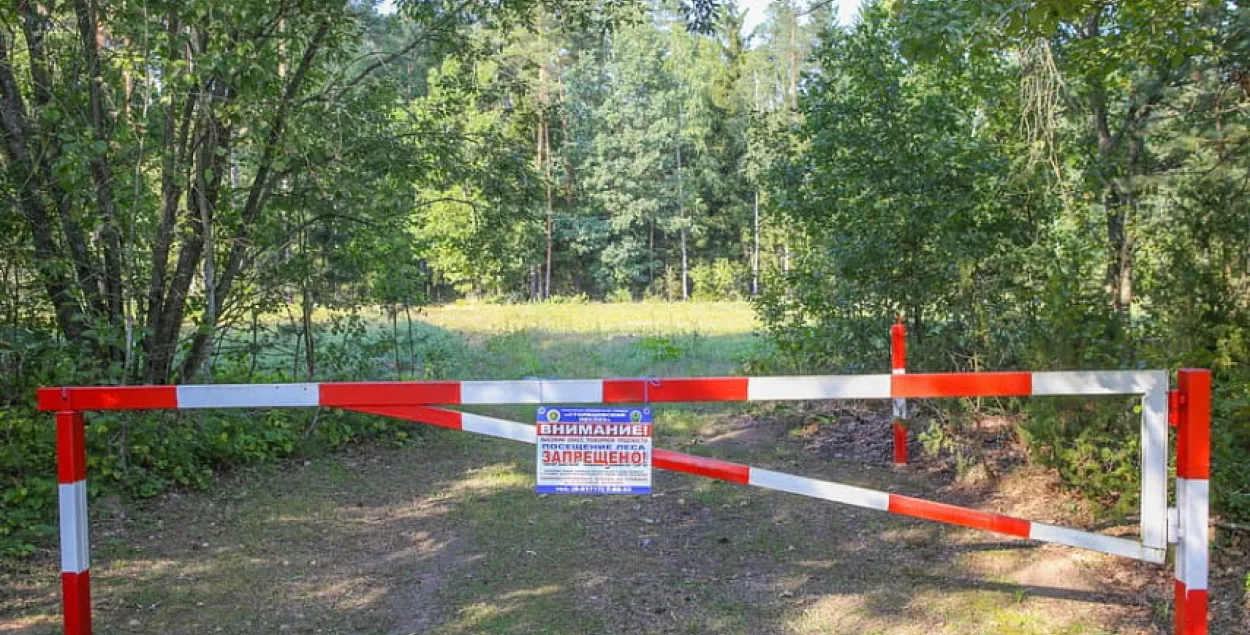 У 28 раёнах Беларусі ўсё яшчэ нельга наведваць лясы