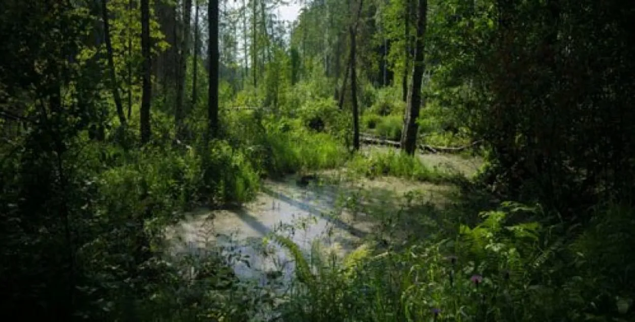 На Лідчыне грыбнік заблукаў і захрас у балоце