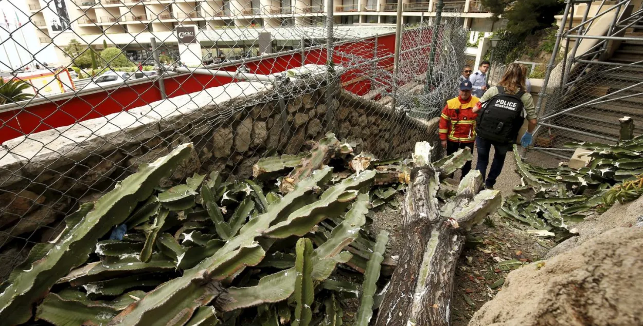 На 92-гадовую францужанку ўпала вялізная расліна, яна памерла