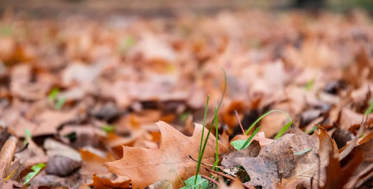 Осень, иллюстративное фото