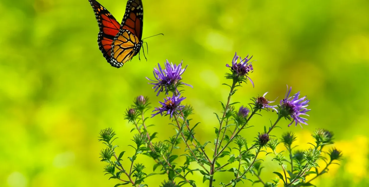 Фото: pixabay.com