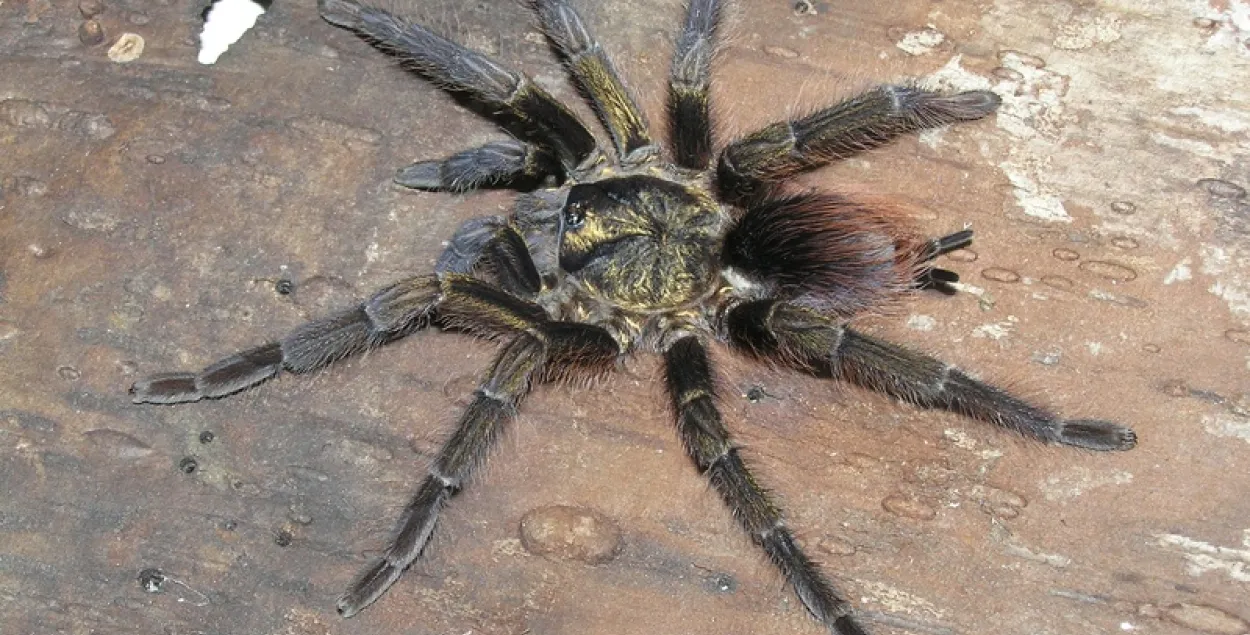 Мінскія мытнікі ў паштовым адпраўленні знайшлі... павукоў