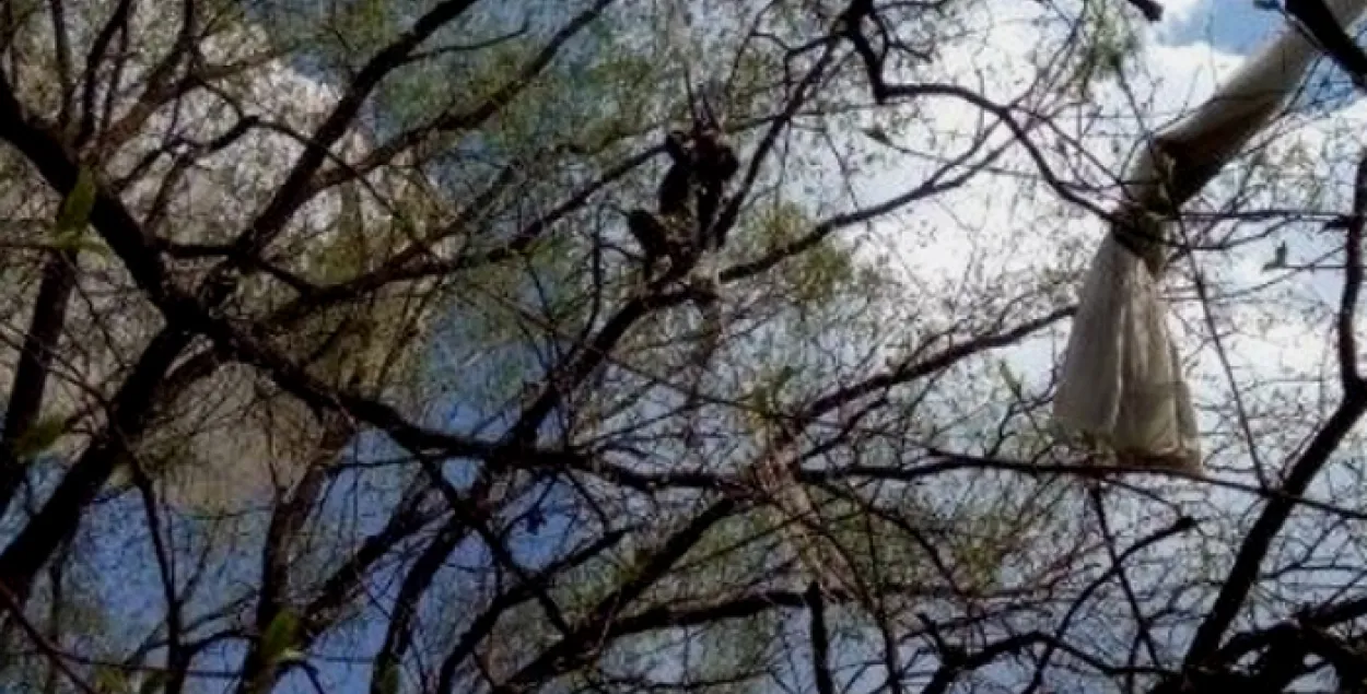 У Мінскім раёне з дрэва здымалі парашутыста