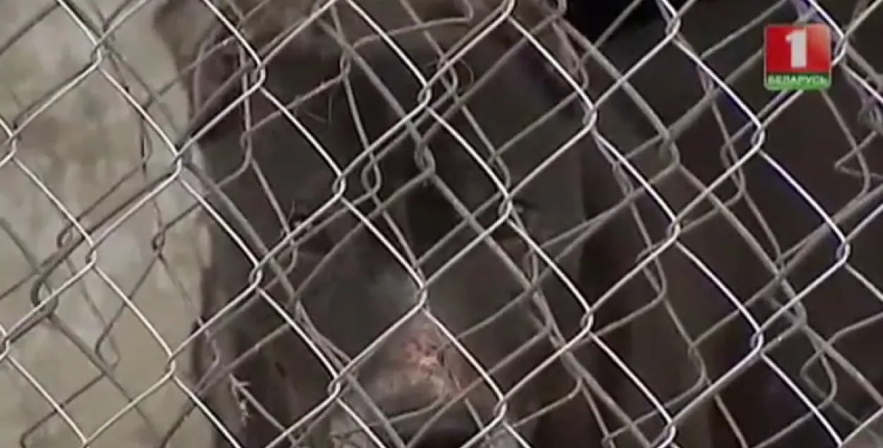 На беларускім тэлеканале паказалі пітбуля, які адгрыз руку цяжарнай жанчыне