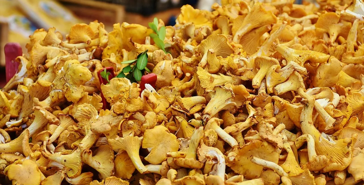 Найчасцей грыбамі атручваюцца жыхары Мінска і Магілёўшчыны