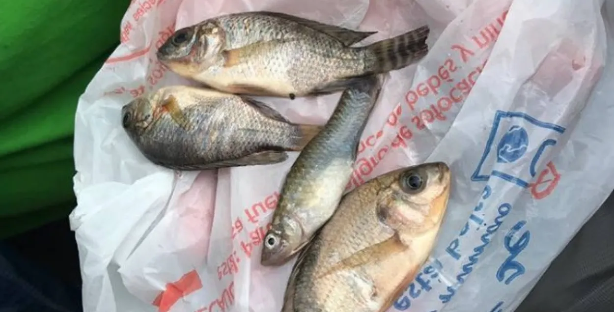 У мексіканскім горадзе разам з дажджом з неба падала рыба (відэа)