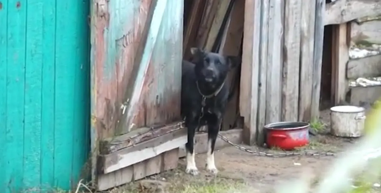 Фото: скриншот с видео.