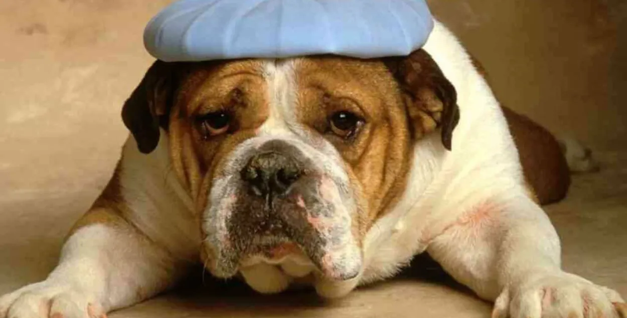 За выходныя па меддапамогу ад спёкі звярнуліся 33 мінчукі