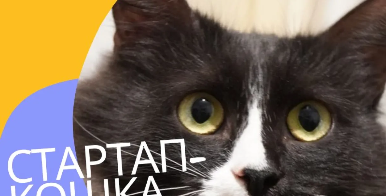 "Стартап-котка" / www.facebook.com/ilivealex