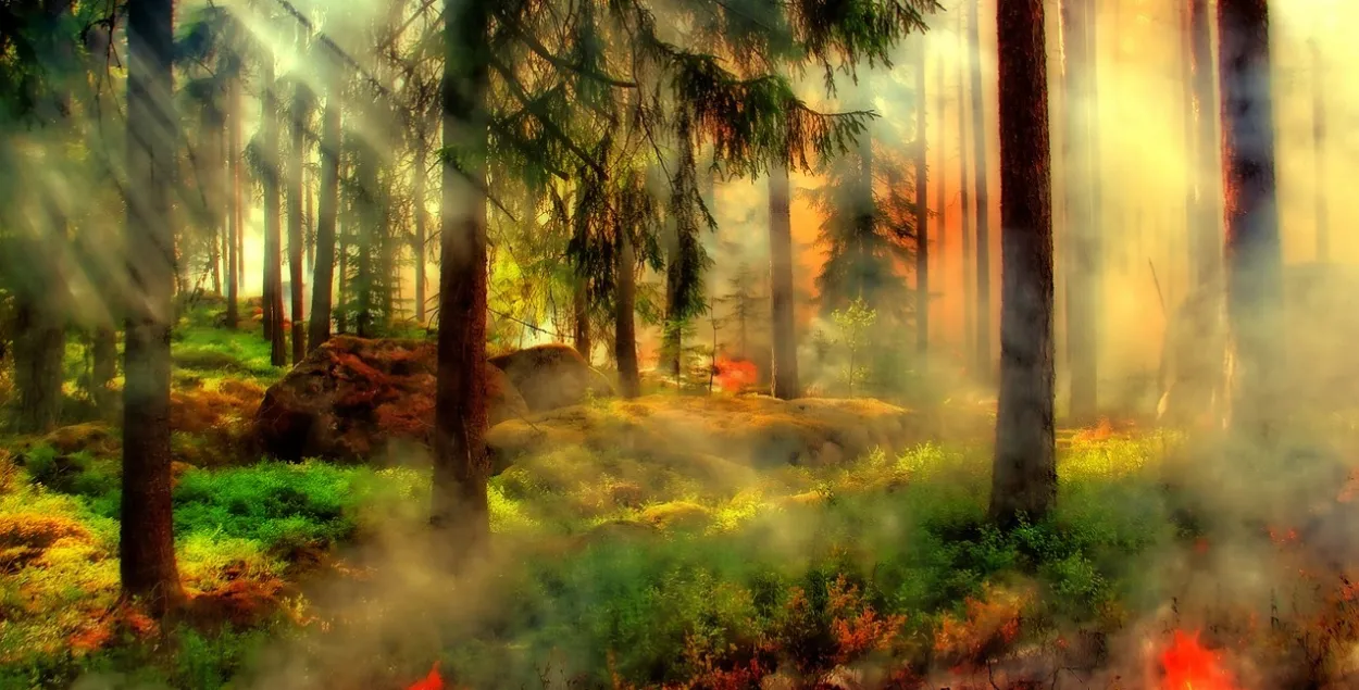 Лясны пажар / Ілюстрацыйнае фота pixabay.com