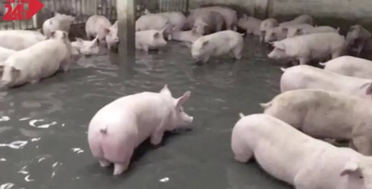 З’явілася відэа, як сотні свіней ратуюцца ад паводкі