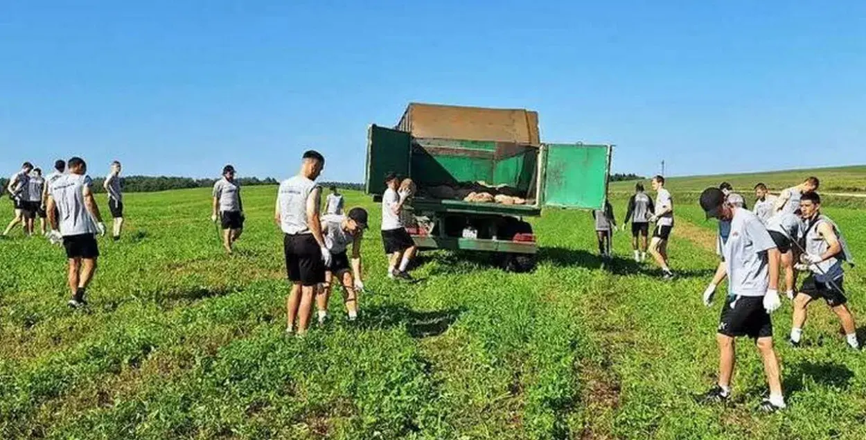 Torpedo-BelAZ footballers collect stones in a collective farm / FC Torpedo-BelAZ&nbsp;