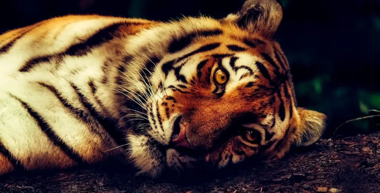Тигр / pixabay.com