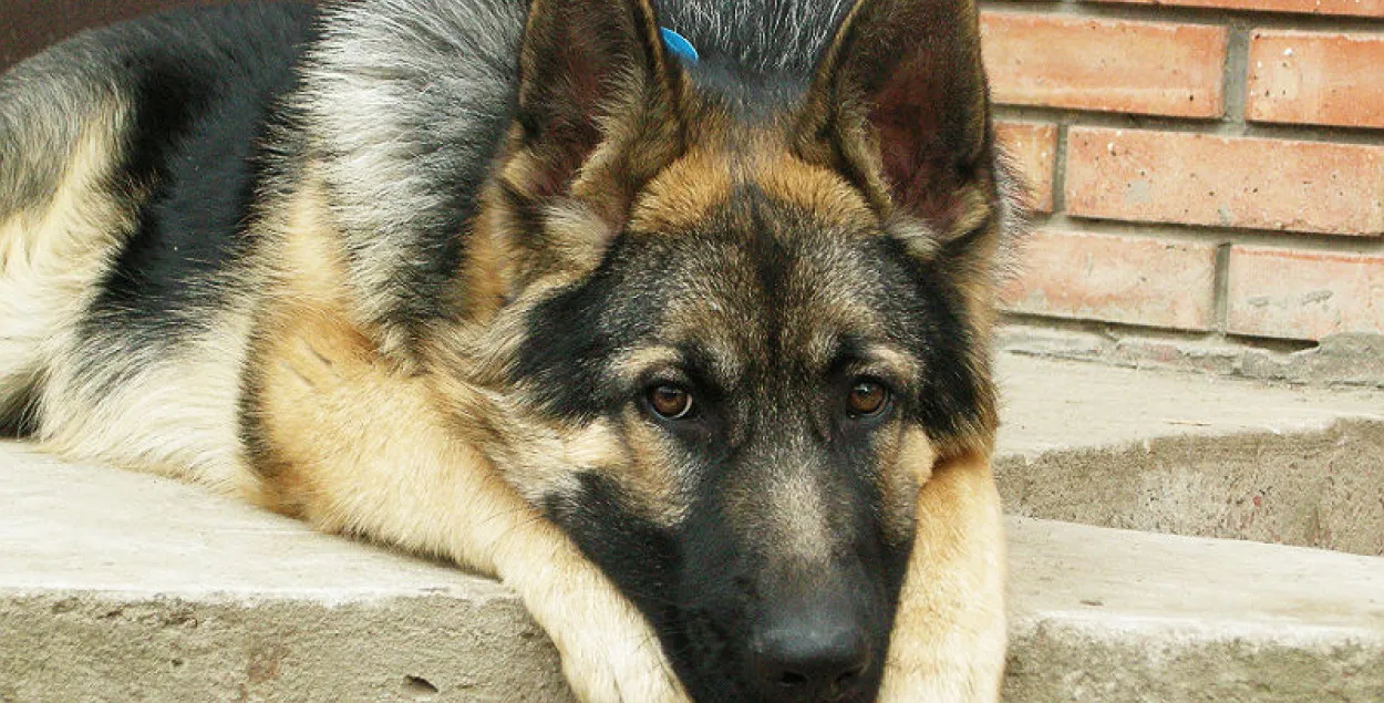 Брэстаўчанін са сваім сабакам злавіў злодзея-рэцыдывіста