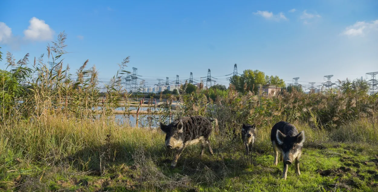 Дикие животные возле Запорожской АЭС / facebook.com/energoatom.ua