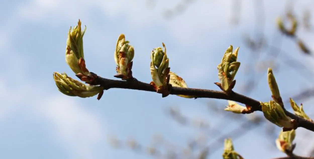 У нядзелю на поўдні Беларусі будзе +17