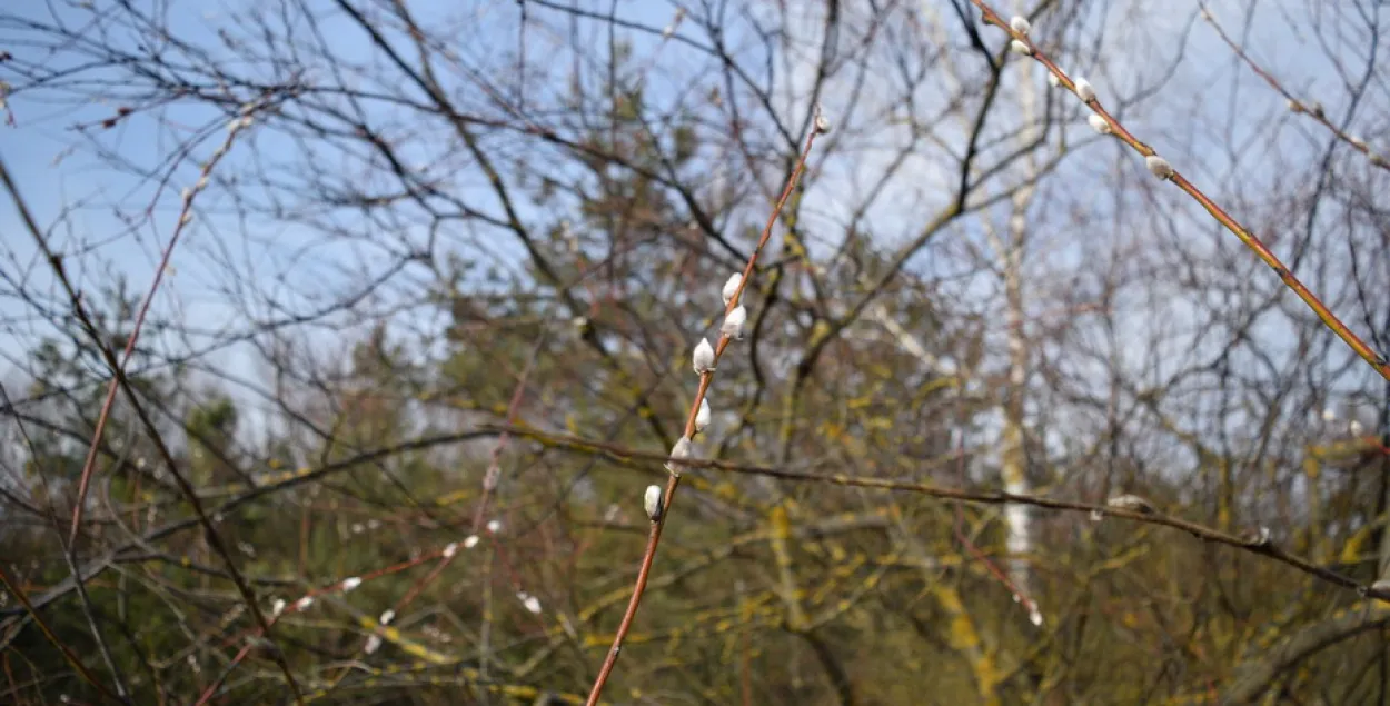 У панядзелак у Беларусі будзе да +10