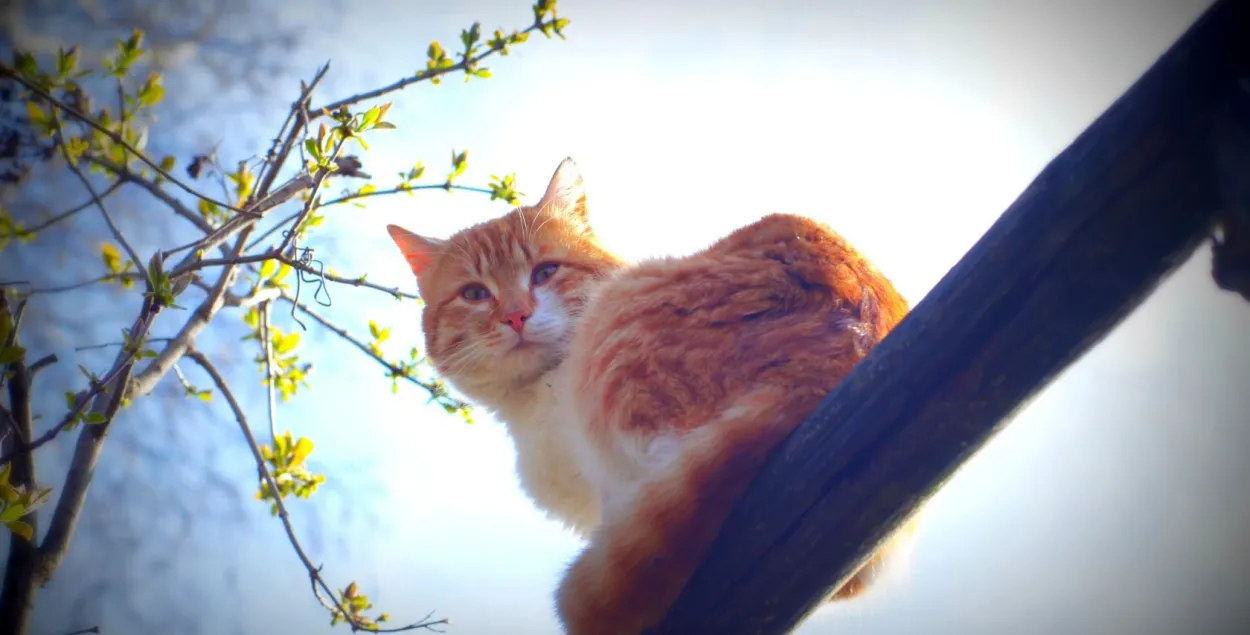 У Беларусь зноў ідзе пацяпленне: у панядзелак — да +20 на Брэстчыне
