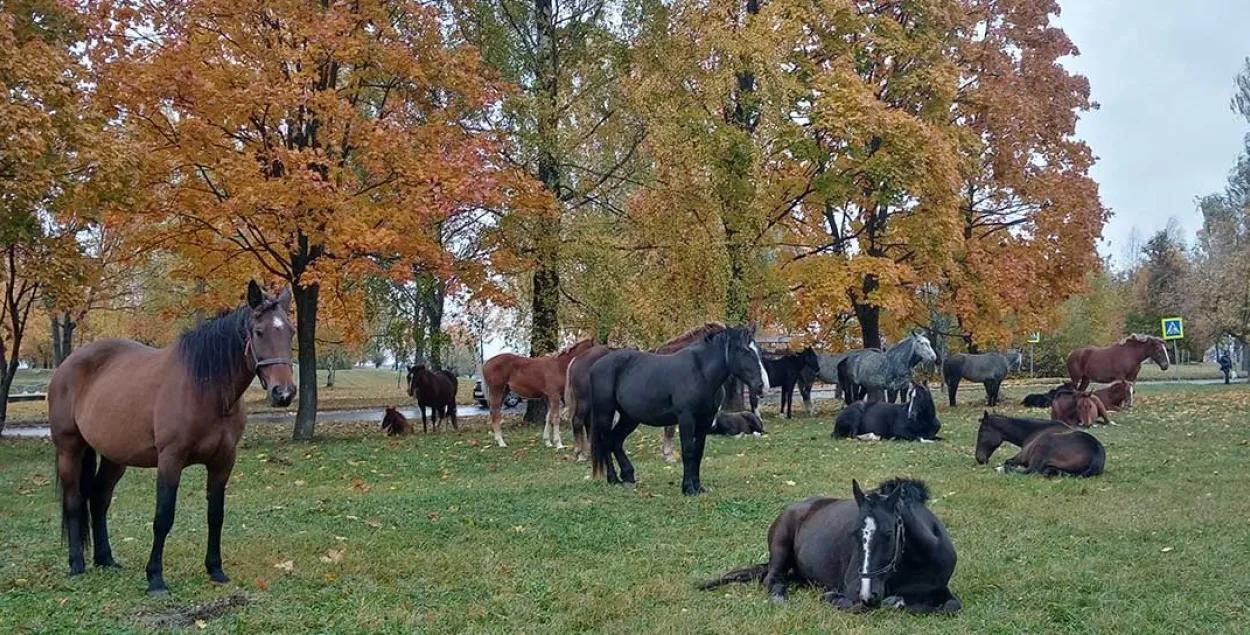 Коні ў Магілёве