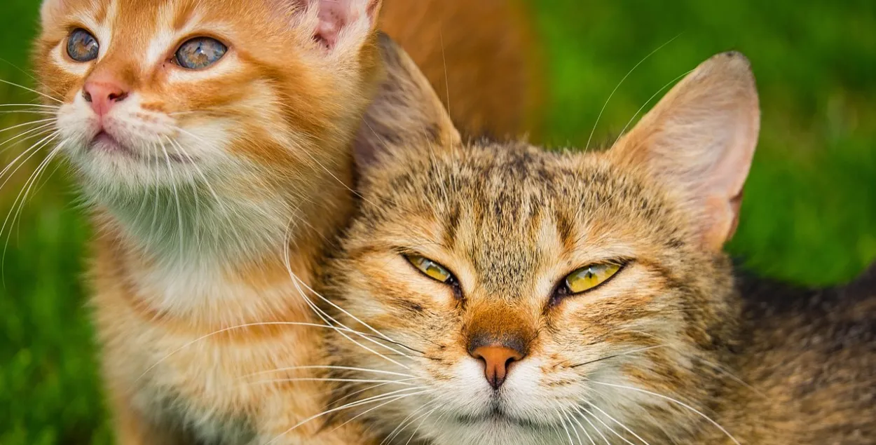 Коты, иллюстративное фото
