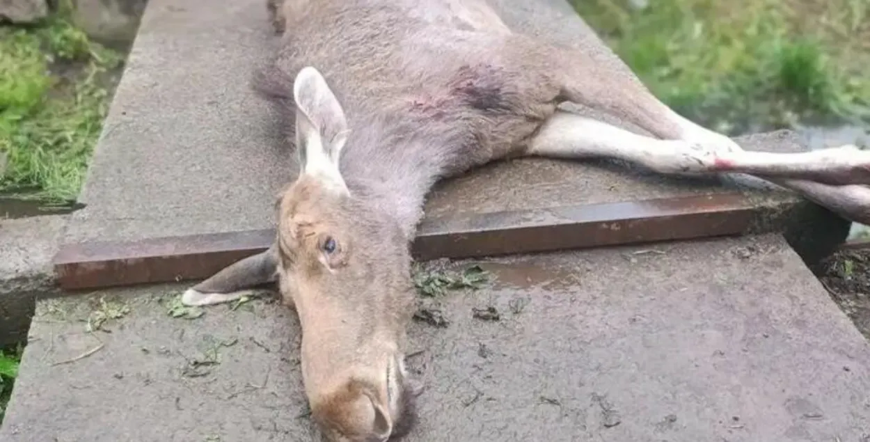 Погибший лось