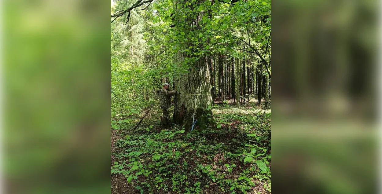 200-летний дуб в Беларуси