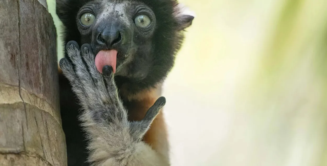 Вынікі конкурсу на самае камічнае фота жывёл дзікай прыроды за 2025 год