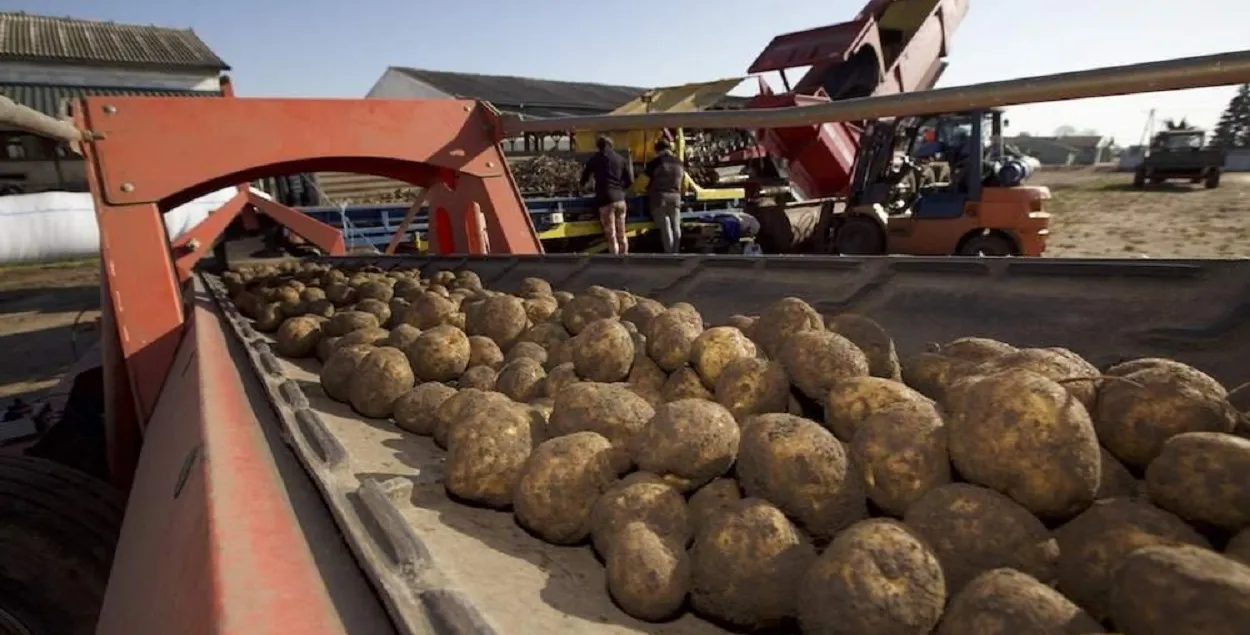 Польский картофель
