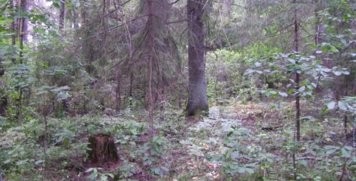 Астраўныя ельнікі Добрушскія
