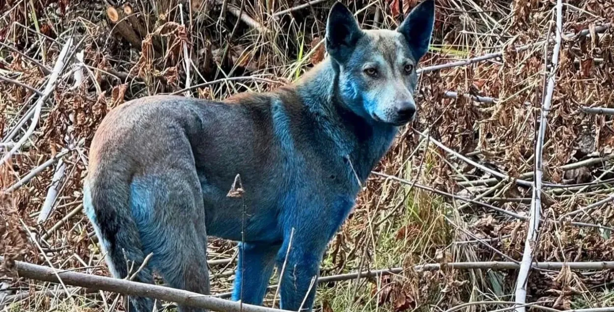 Сабака з Чарнобыльскай зоны
