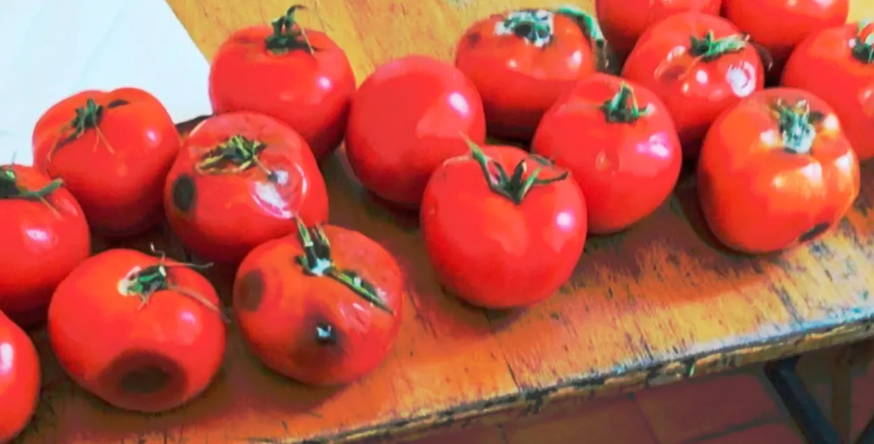 Памідоры са школьнай сталоўкі Бабруйска

