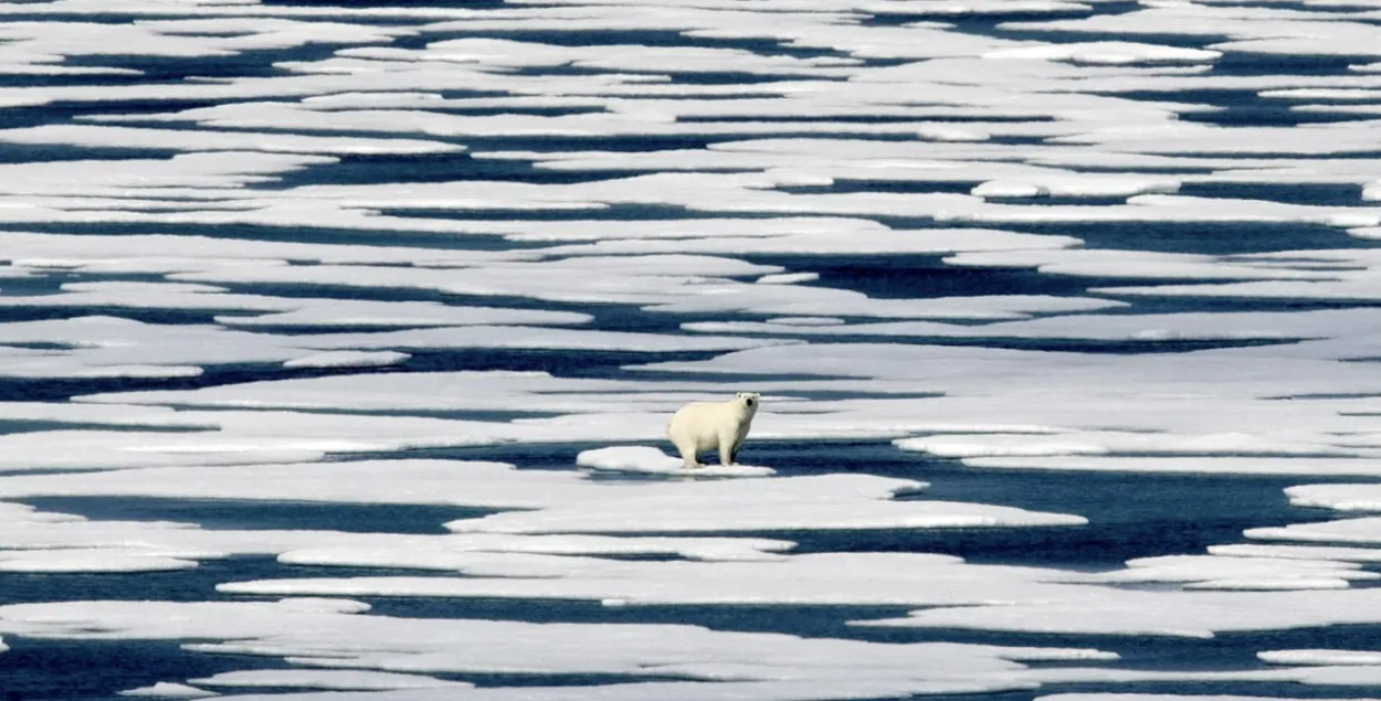 Белый медведь на льдине
