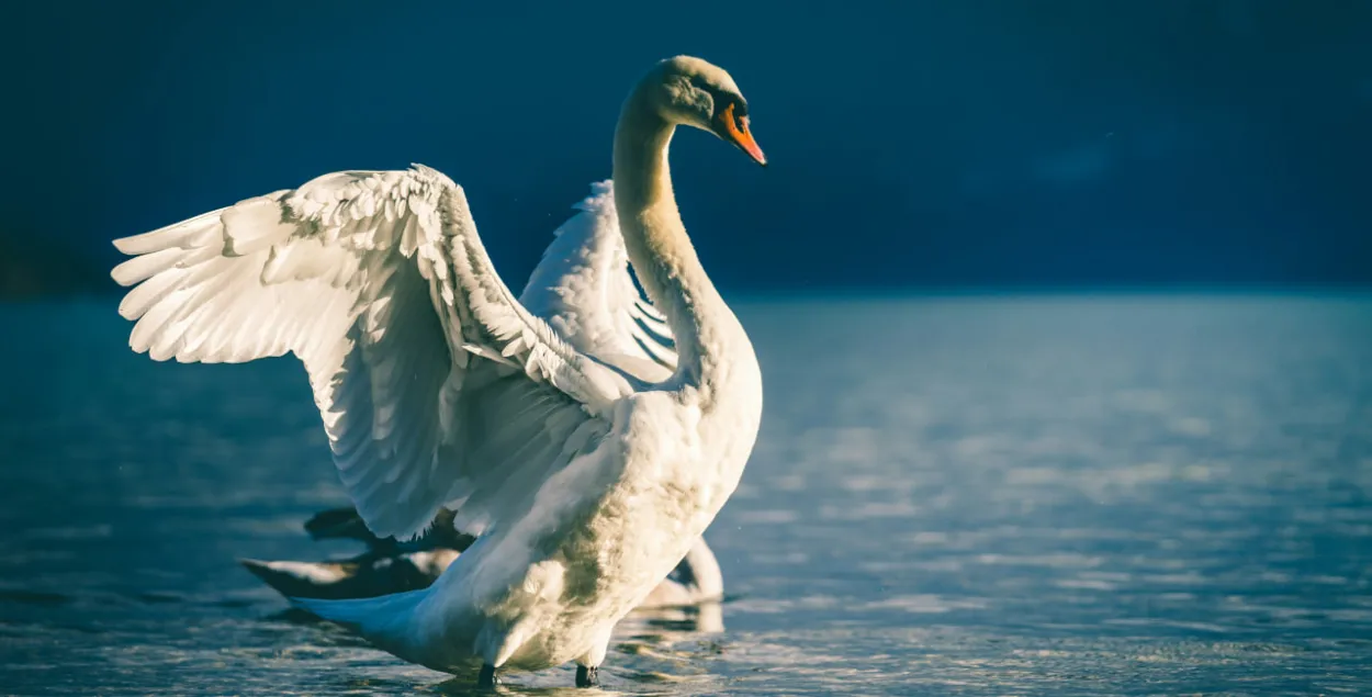 Лебедзь, фота ілюстрацыйнае
