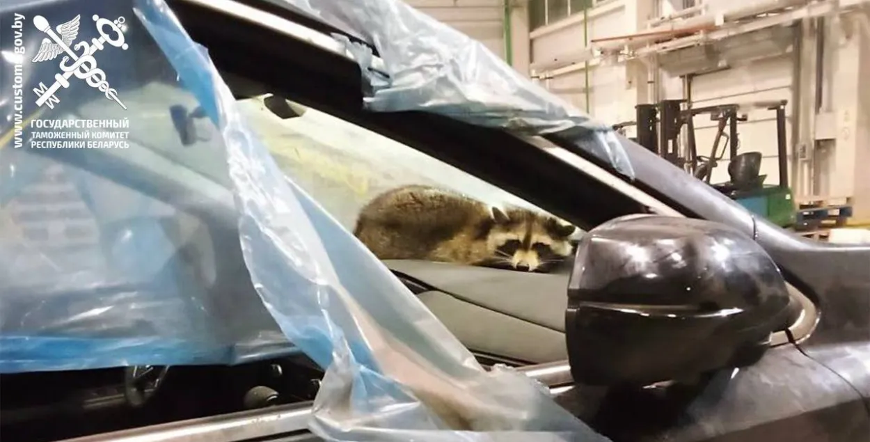 Янот, які прыляцеў у Беларусь з Амерыкі
