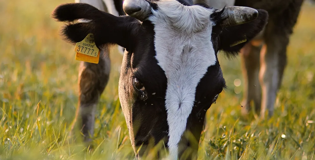 Это произошло в половине хозяйств области
