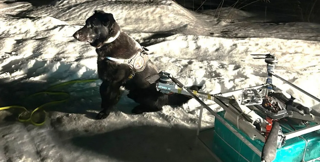 Собака помогла найти груз контрабандных сигарет
