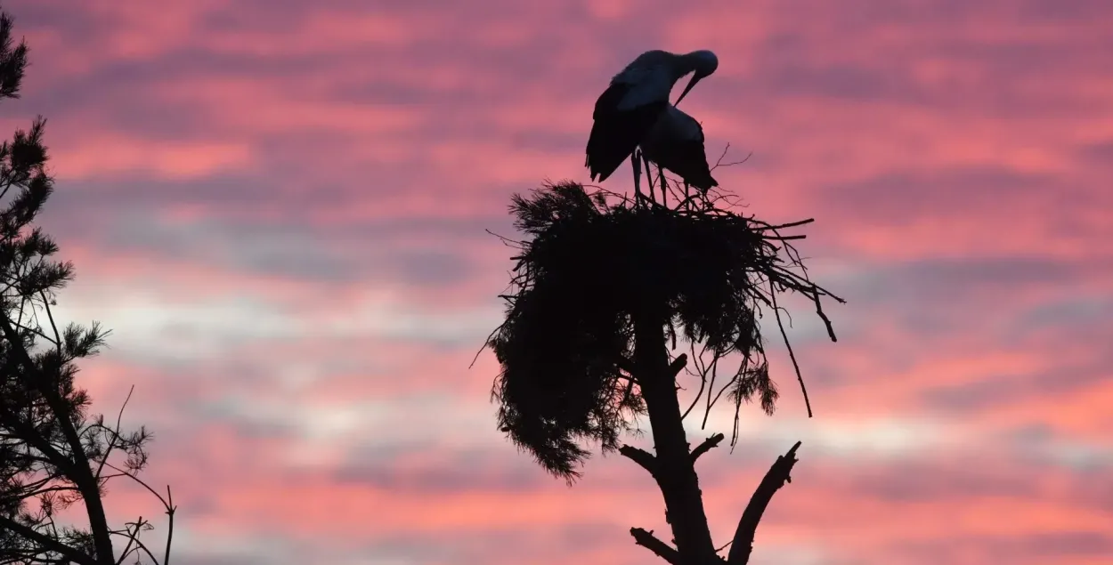 Весна идёт, весне — дорогу
