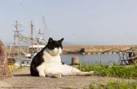 "The big boss" / Kenichi Morinaga / Comedy Pets
