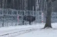 Самка зубра Манька /&nbsp;facebook.com/bialowieskipn