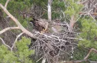 Вясной у Беларусі / t.me/wildlifebelarus/
