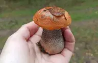 У Беларусі пачаўся грыбны сезон! / Еўрарадыё
